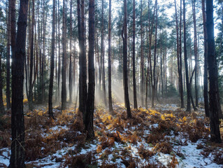 Wysoki, sosnowy las w zimowy słoneczny dzień. Ziemię pokrywa cienka warstwa śniegu. Nad ziemią i między drzewami unosi się mgła oświetlana promieniami słońca. 