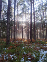 Wysoki, sosnowy las w zimowy słoneczny dzień. Ziemię pokrywa cienka warstwa śniegu. Nad ziemią i między drzewami unosi się mgła oświetlana promieniami słońca. 