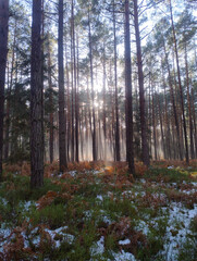 Wysoki, sosnowy las w zimowy słoneczny dzień. Ziemię pokrywa cienka warstwa śniegu. Nad ziemią i między drzewami unosi się mgła oświetlana promieniami słońca. 