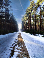 Leśna prosta droga w słoneczny, zimowy dzień. Nawierzchnię pokrywa cienka warstwa ubitego przez pojazdy śniegu. Niebo jest bezchmurne. Po obu stronach drogi rośnie wysoki, sosnowy las. 
