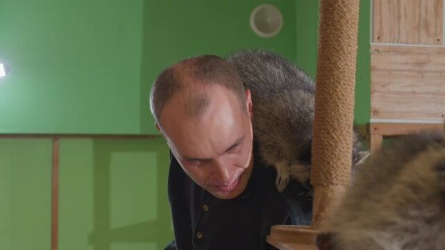 Raccoons sharing moments, Two raccoons engaging in gentle interaction, Animal companions involved in tender social bonding, Two raccoons in affectionate behavior inside green enclosure