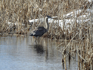 Fototapeta premium A great blue heron, enjoying a cold winter day, within the wetlands of the Bombay Hook National Wildlife Refuge, Kent County, Delaware. 