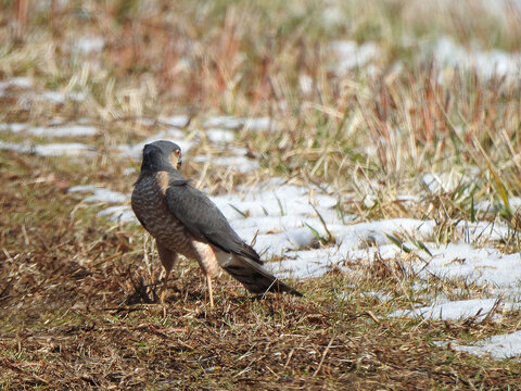 A sharp-shinned hawk, hunting for prey, within the wetlands of the Bombay Hook National Wildlife Refuge, during the winter season, Kent County, Delaware.