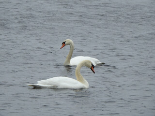 Obraz premium A pair of mute swans, swimming within the wetland waters of the Bombay Hook National Wildlife Refuge, during the winter season, Kent County, Delaware.