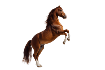 Brown horse rearing up on hind legs with muscular body, flowing mane and tail, raised front legs, dynamic dramatic pose and detailed coat texture isolated on transparent background.