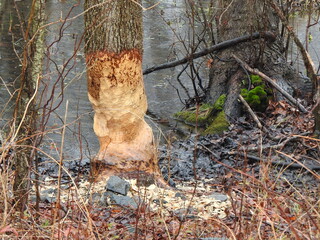 Evidence of a busy beaver, tooth marks on the lower trunk of a tree, and piles of wood chips on the ground. Winter season, Bombay Hook National Wildlife Refuge, Kent County, Delaware. © Scenic Corner