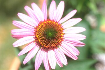 Obraz premium Echinacea purpurea ‘Magnus’ - Purple Coneflower 