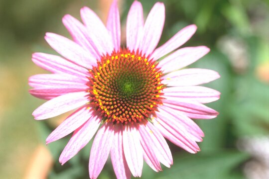 Echinacea purpurea &lsquo;Magnus&rsquo; - Purple Coneflower
