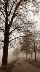 Neblige Baumallee mit leerem Weg in ruhiger Herbststimmung