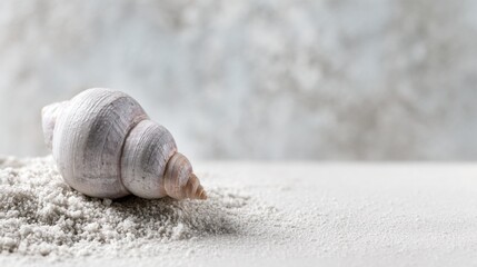 Soft Neutrals and Warm Whites. Single seashell resting on fine white sand with gentle natural light. Minimal coastal still life with calm textures, neutral tones and elegant negative space