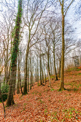 Bare deciduous trees on a forest floor covered in fallen autumn leaves with a distant observation tower