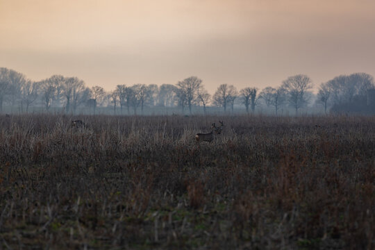 caprioli selvatici tra i campi di un ambiente naturale di campagna nel nord Italia, al tramonto, in autunno
