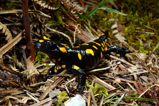 Salamandre de Corse // Korsischer Feuersalamander (Salamandra corsica) - Corse, France