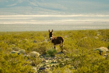 donkey foraging in the desert
