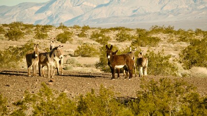 herd of wild donkeys in the desert