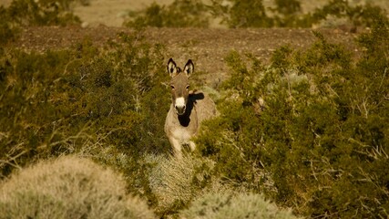 wild donkey foraging in the desert