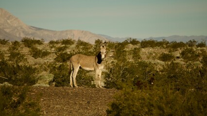 wild donkeys in the Death Valley desert