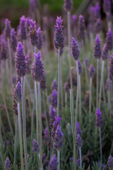 Obraz premium Purple lavender flowers in field