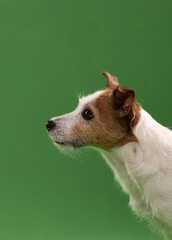 Side portrait of a Jack Russell Terrier against green background, looking alert. The clean image highlights fur texture and profile shape.