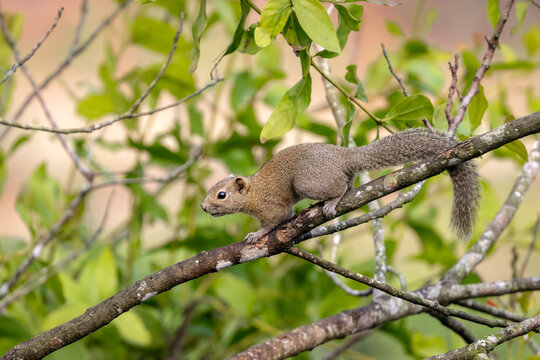  Irrawaddy squirrel (Callosciurus pygerythrus) or hoary-bellied Himalayan squirrel. Irrawaddy squirrel  is a species of rodent in the family Sciuridae.