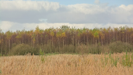 Fototapeta premium Wetlands and autumn birch forest in Gentbrugse MEersen nature reserve. Ghent, Flanders, Belgium 