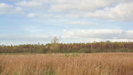 Wetlands and autumn birch forest in Gentbrugse MEersen nature reserve. Ghent, Flanders, Belgium 