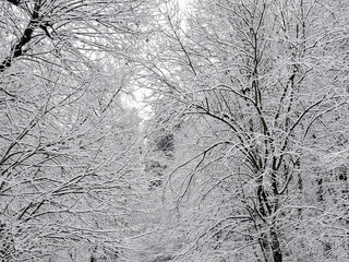 Snowy trees. Winter landscape in Romania