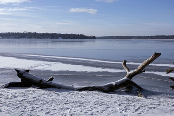 Fototapeta premium A frozen lake stretches across the scene, with a large piece of driftwood resting on the snow-covered ground. The sky is clear and blue during the winter day, reflecting on the water.