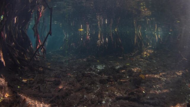Beams of sunlight descend into a blue water mangrove in Raja Ampat, Indonesia. This scenic area is known for its high marine biodiversity and is a popular destination for divers and snorkelers.