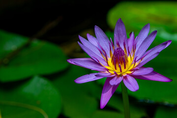 Close up of purple water lilies in the countryside of Vietnam.