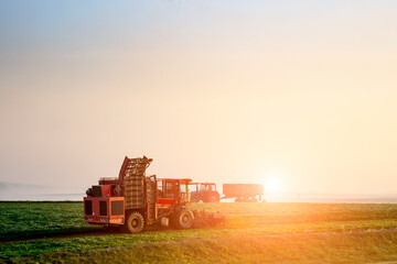 Obraz premium farmers harvest early in the morning at sunrise.