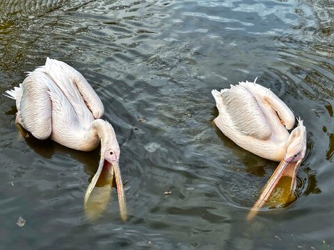 Deux p&eacute;licans qui ont leur bec dans l&rsquo;eau 