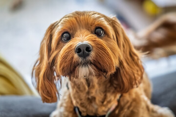 Close up of the head of a cute Cockapoodle looking straight at the camera.