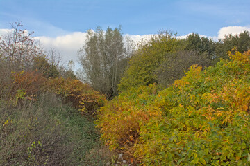  Fall landscape with colorful trees and shrubs in Gentbrugse Meersen nature reserve, Ghent, Flanders, Belgium
