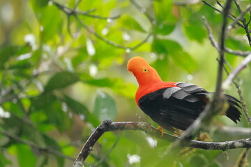 Andean cock-of-the-rock, Rein forest, Parque Nacional Cayambe-Coca,  Ecuador