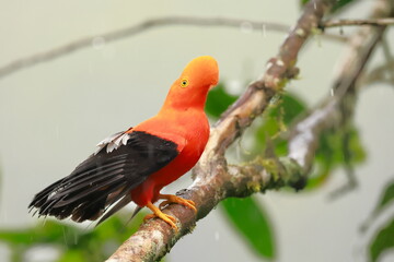 Andean cock-of-the-rock, Rein forest, Parque Nacional Cayambe-Coca,  Ecuador