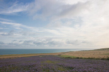 champ de fleurs devant la Manche &agrave; Sangatte dans le Nord-pas-de-Calais en France en &eacute;t&eacute;