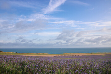 champ de fleurs devant la Manche &agrave; Sangatte dans le Nord-pas-de-Calais en France en &eacute;t&eacute;
