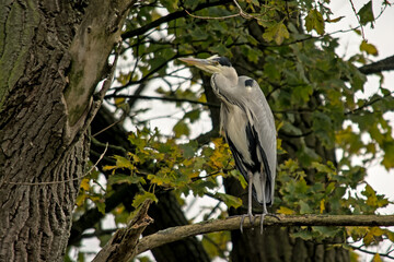 Fototapeta premium Grey heron sitting in a tree in Bourgoyen nature reserve, Ghent, Flanders, Belgium - Ardea cinerea