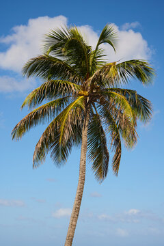 palm tree and blue sky with some scattered clouds in a tropical setting.