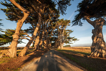 Cypress Tree Tunnel at Point Reyes National Seashore