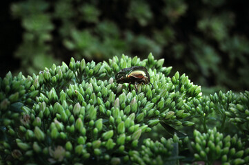 golden bronzebeetle (Cetonia aurata), large shiny beetle of bright green color