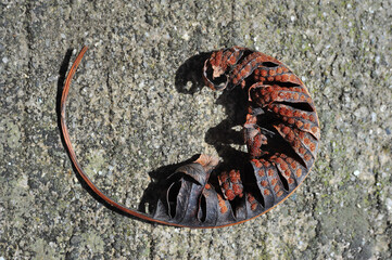 Dry rolled up fern leaf on a stone surface, close-up, minimalism, abstraction