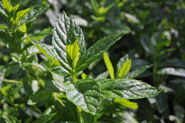 beautiful peppermint leaves (Mentha piperita) close up in sunlight