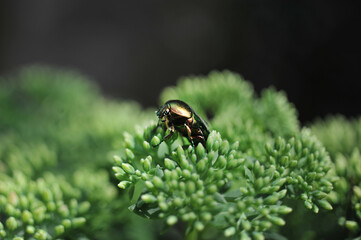 golden bronze beetle (Cetonia aurata), large beetle sitting on a plant sedum