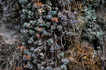 Sedum dasyphyllum, succulent plant on stone background, nature and texture abstraction