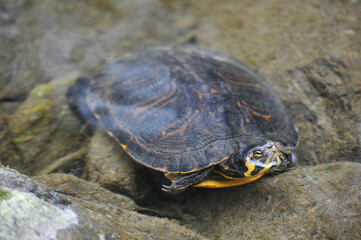 Yellow-striped turtle, Pseudemys peninsularis in river water