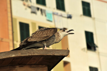 A young bird of the Yellow-legged Gull (Larus michahellis), Mediterranean
