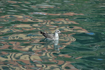 young Caspian Gull bird, larus cachinnans, on the water of the sea