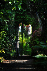 A shaded green passage in an old garden with an arch covered with leaves, through which sunlight...
